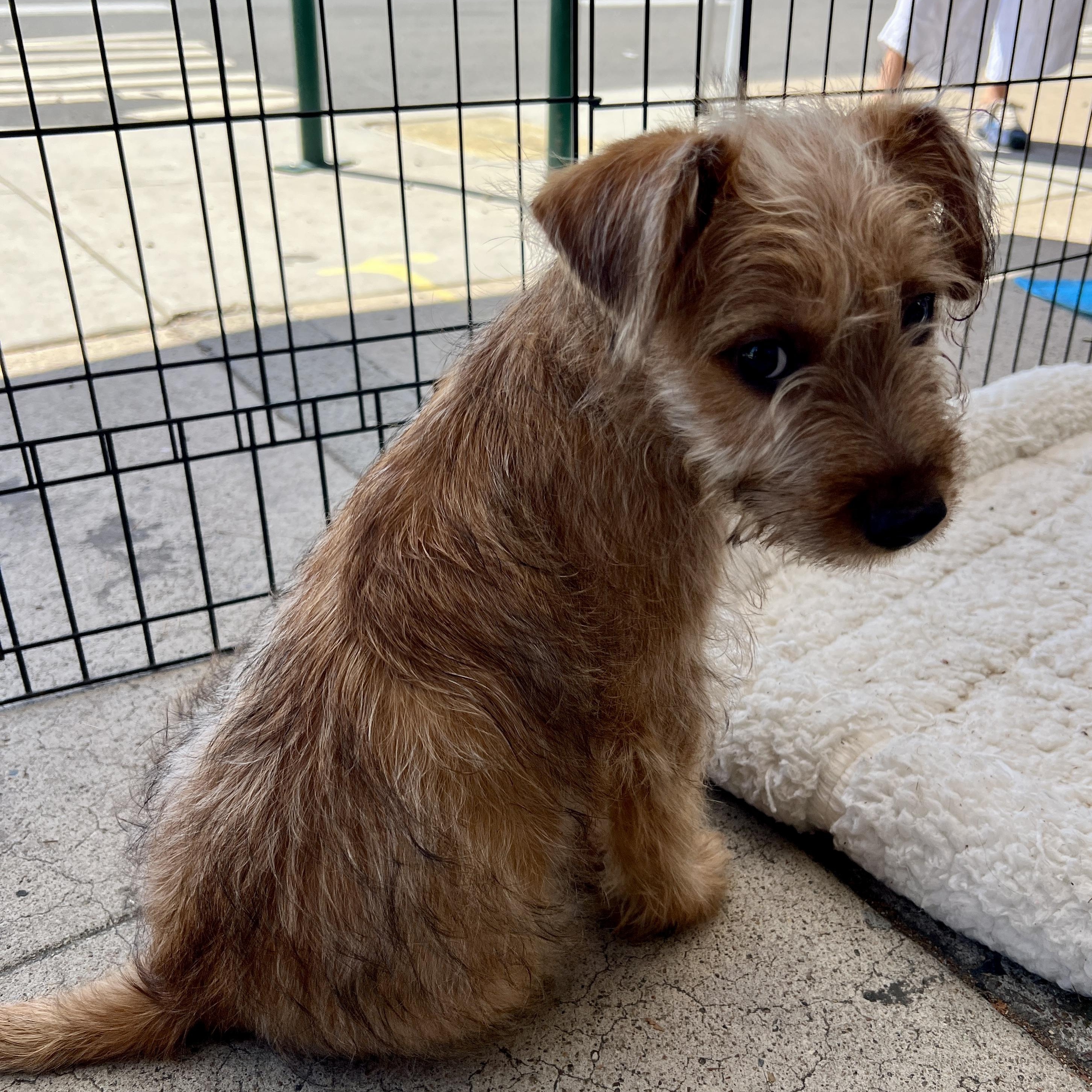 Enlarge Maggie , a Adoptable mixed breed in San Diego , CA image 1/5