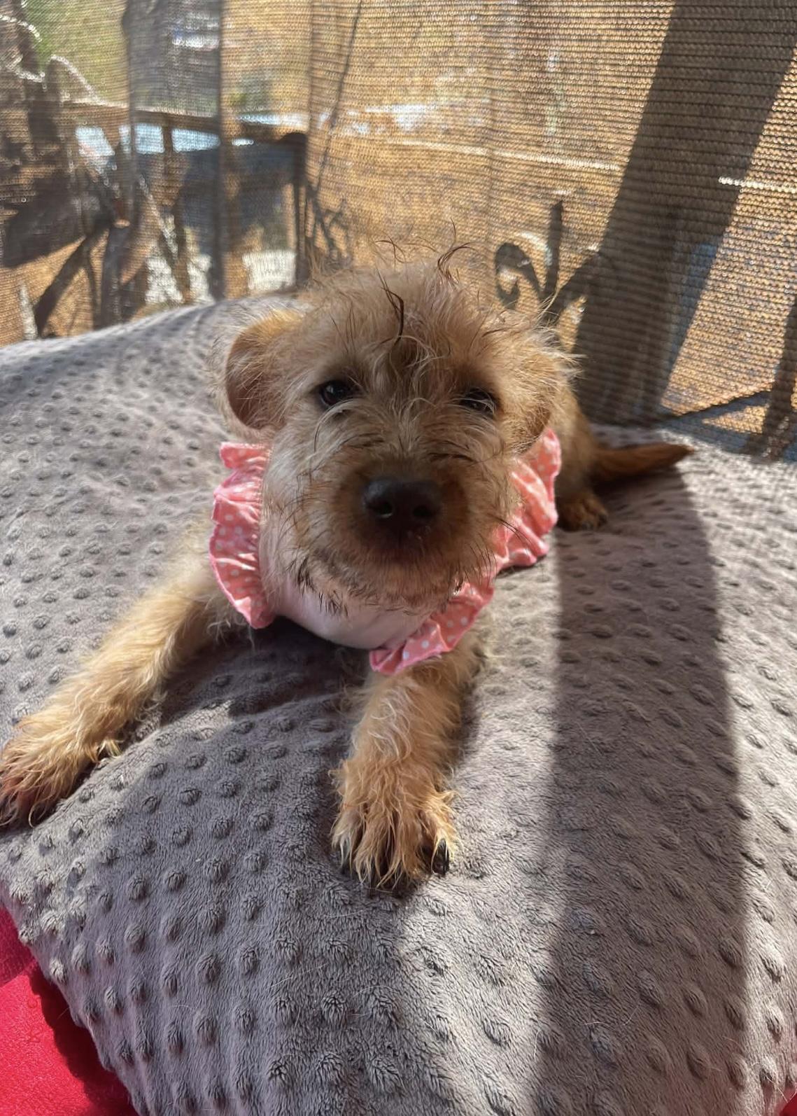 Enlarge Maggie , a Adoptable mixed breed in San Diego , CA image 3/5