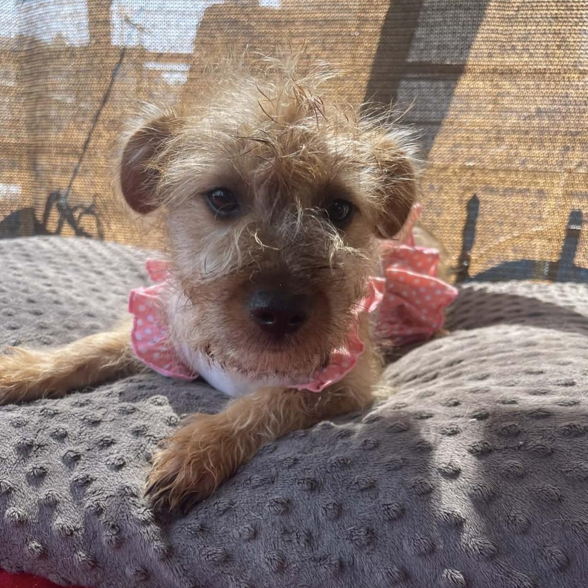 Enlarge Maggie , a Adoptable mixed breed in San Diego , CA image 2/5