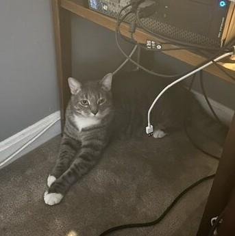 Enlarge Stix, a Adoptable American Shorthair in Medford, MA image 1/5