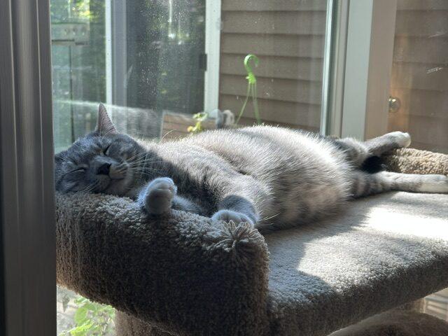 Enlarge Stix, a Adoptable American Shorthair in Medford, MA image 4/5