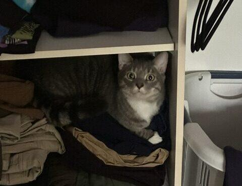 Enlarge Stix, a Adoptable American Shorthair in Medford, MA image 2/5