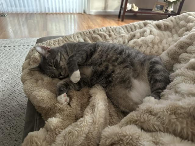 Enlarge Stix, a Adoptable American Shorthair in Medford, MA image 5/5