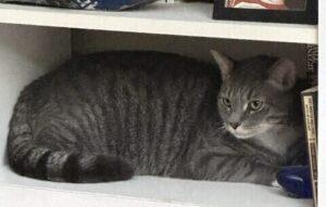 Enlarge Stix, a Adoptable American Shorthair in Medford, MA image 3/5