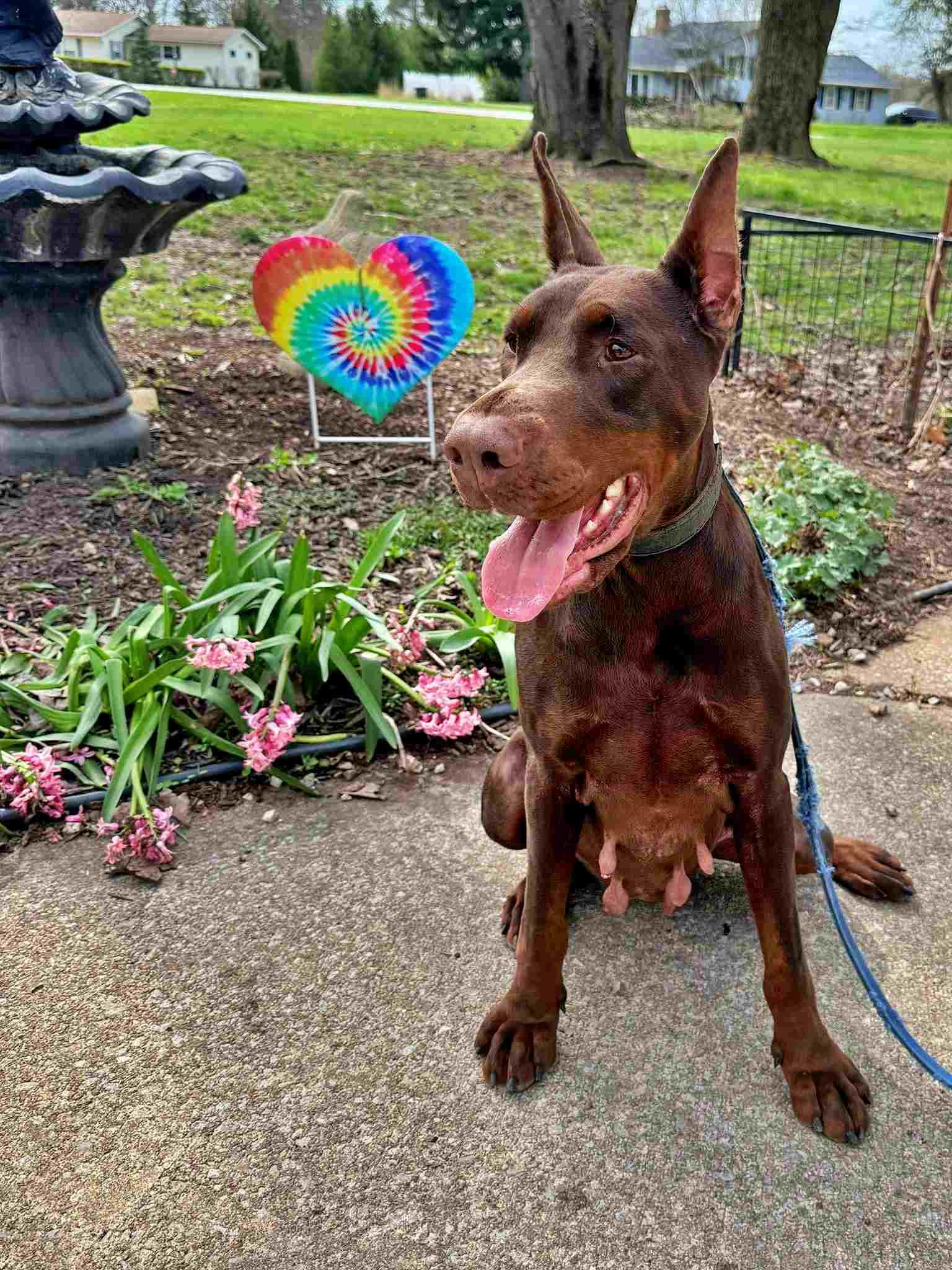 Coffee, Penny, Adopted, Adult Female Doberman Pinscher.