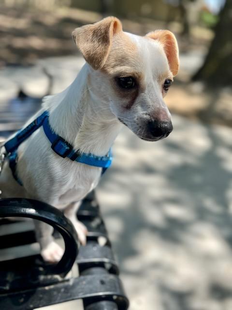 Peter, Young Male Chihuahua