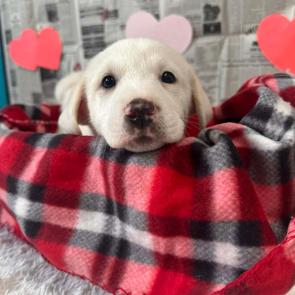 Amora, adopted, Young Female Labrador Retriever & Mixed Breed.