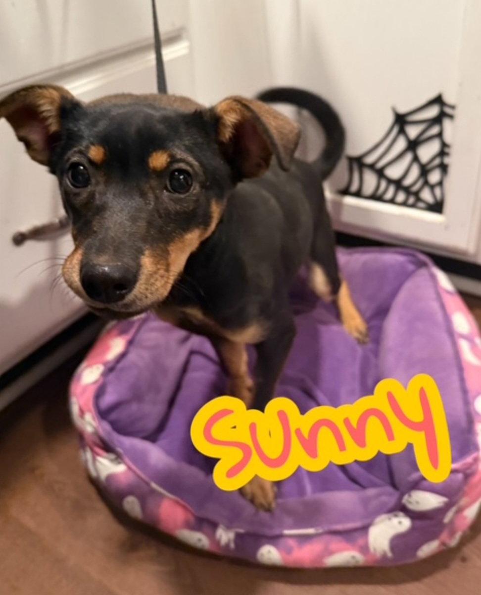 Enlarge Sunny, a Adoptable mixed breed in Hollywood, MD image 1/2