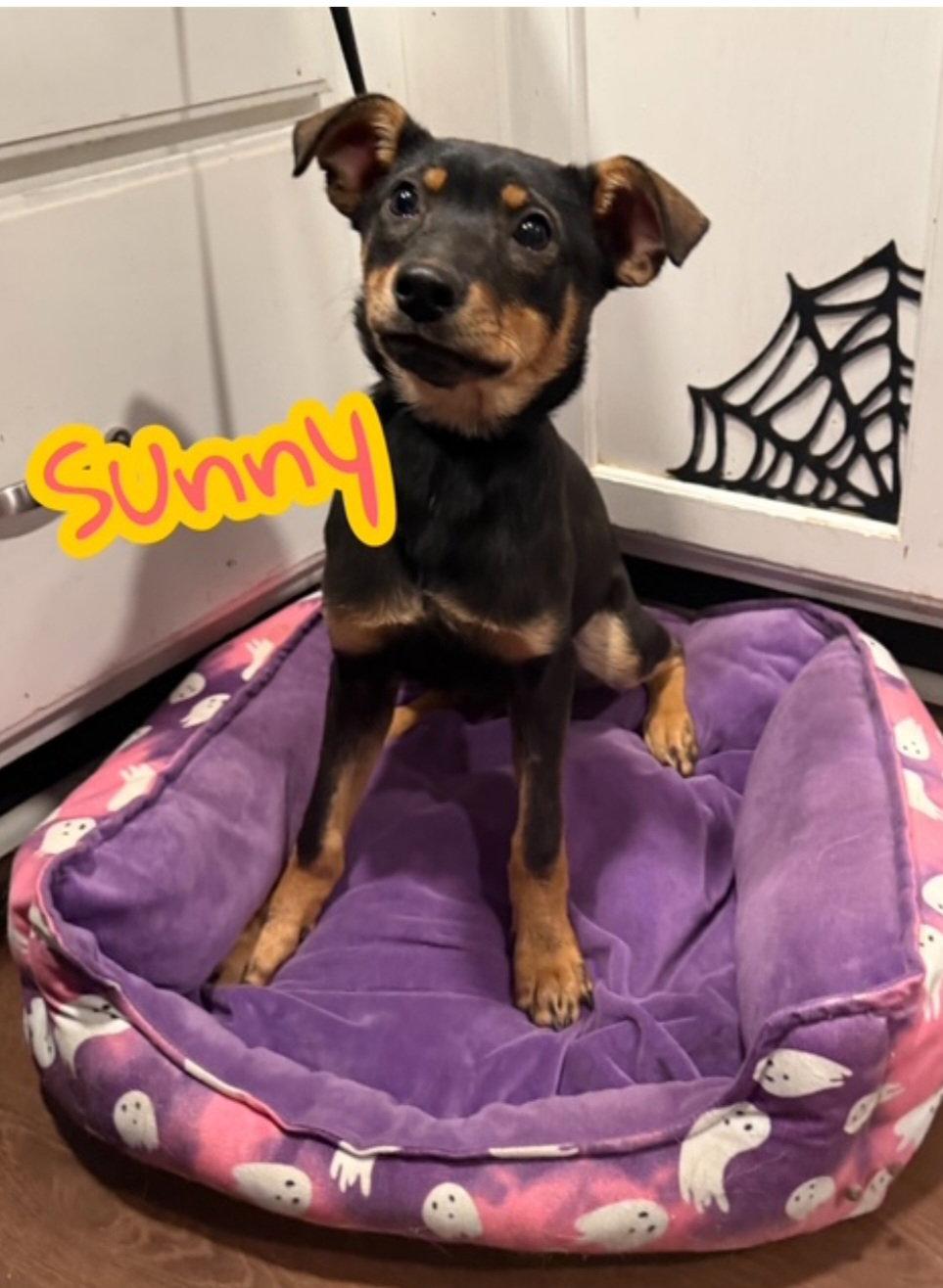 Enlarge Sunny, a Adoptable mixed breed in Hollywood, MD image 2/2