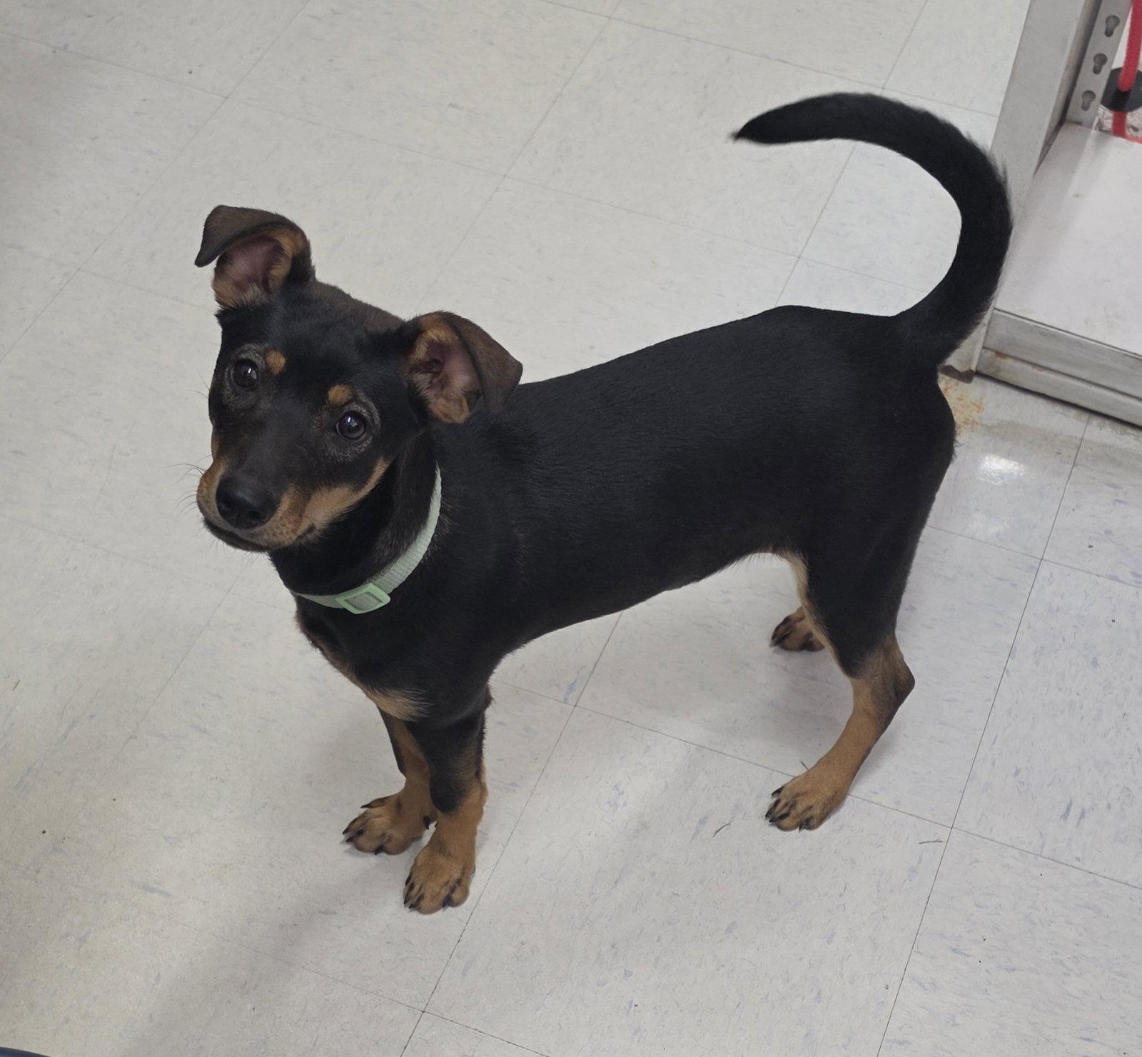 Enlarge Sunny, a Adoptable mixed breed in Hollywood, MD image 2/3
