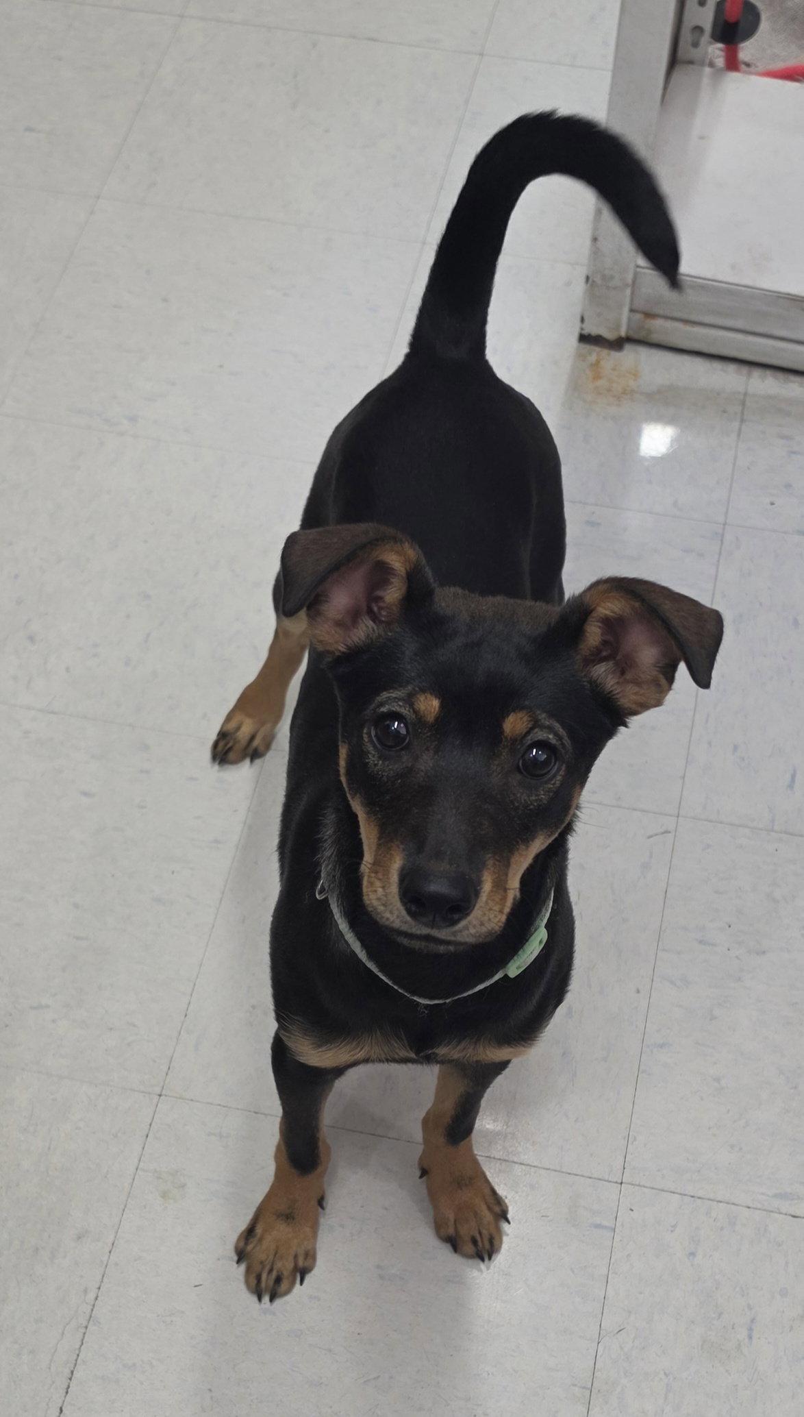 Enlarge Sunny, a Adoptable mixed breed in Hollywood, MD image 3/3
