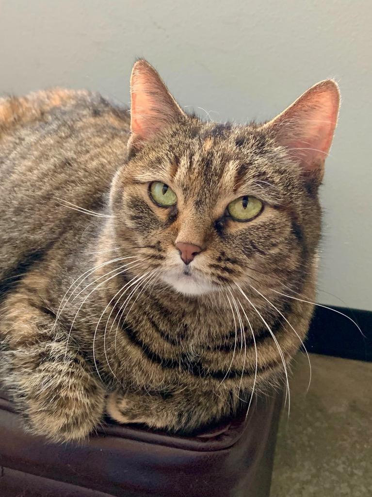 Enlarge Doris, a Adoptable mixed breed in Menomonie, WI image 2/3