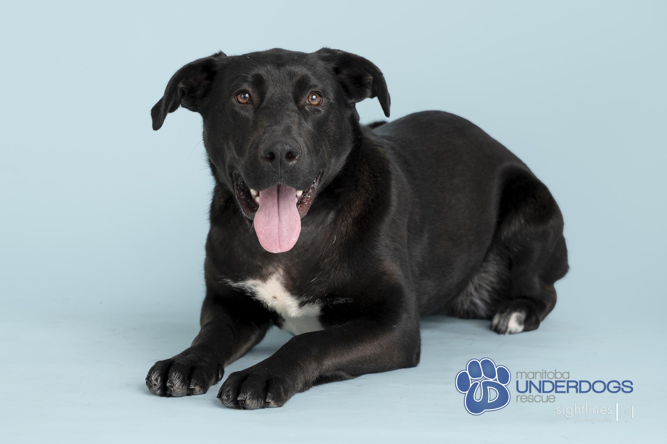 Enlarge Arden, a Adoptable mixed breed in Winnipeg, MB image 1/3