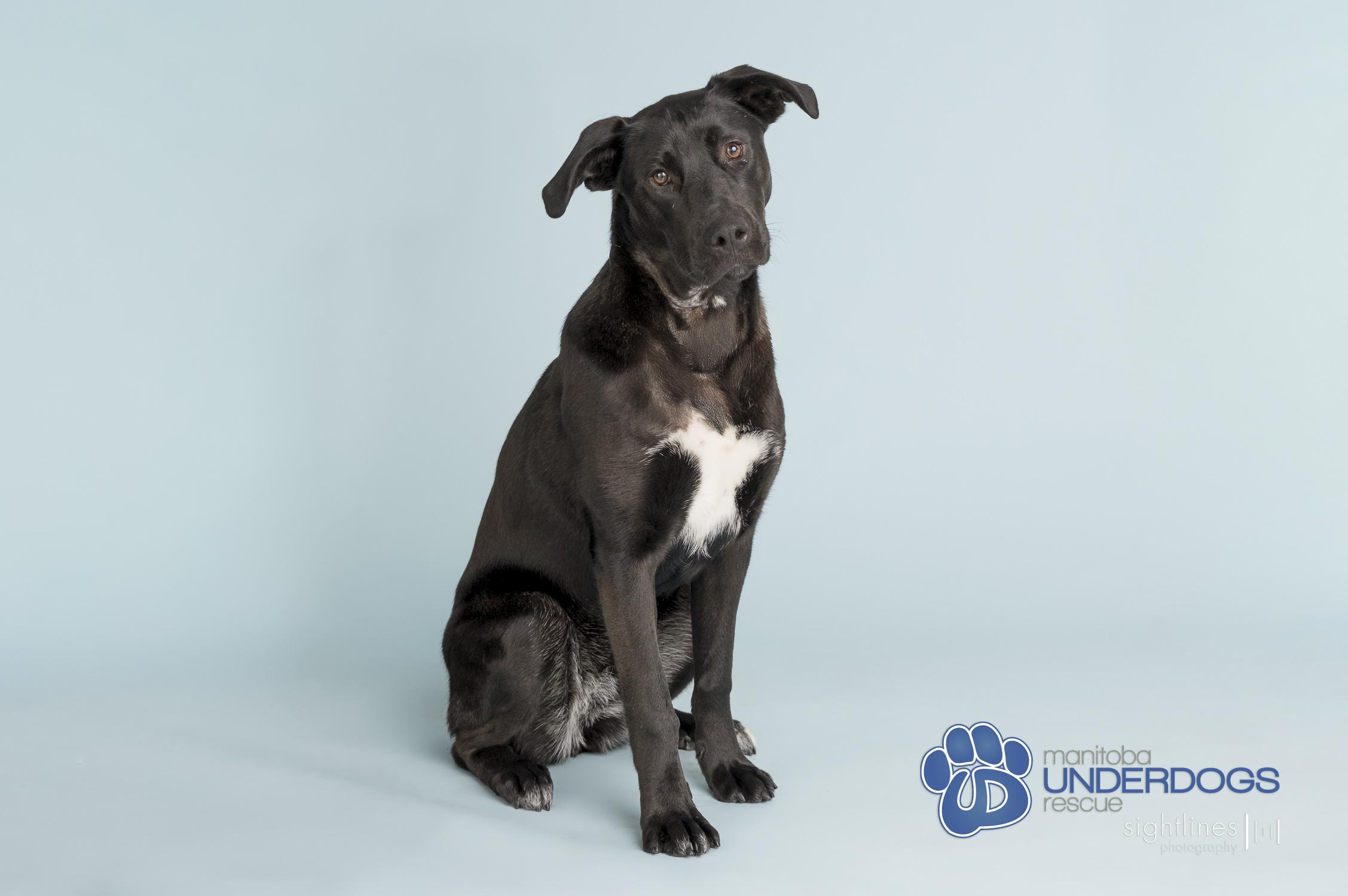 Enlarge Arden, a Adoptable mixed breed in Winnipeg, MB image 2/3