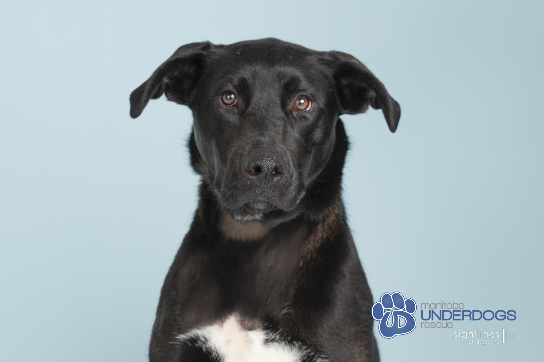 Enlarge Arden, a Adoptable mixed breed in Winnipeg, MB image 3/3