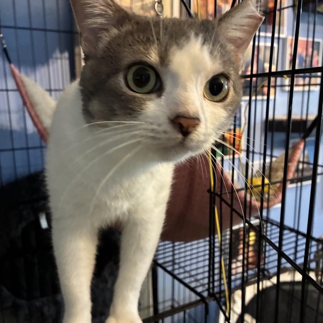 Gilbert, Adoptable, Adult Male Domestic Short Hair.