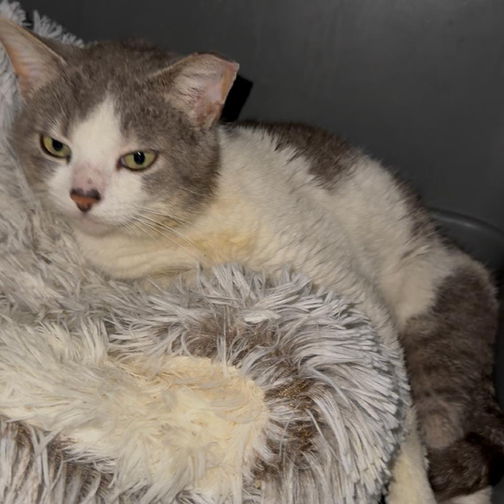 Enlarge Gilbert, a Adoptable Domestic Short Hair in Woodbridge, VA image 2/2