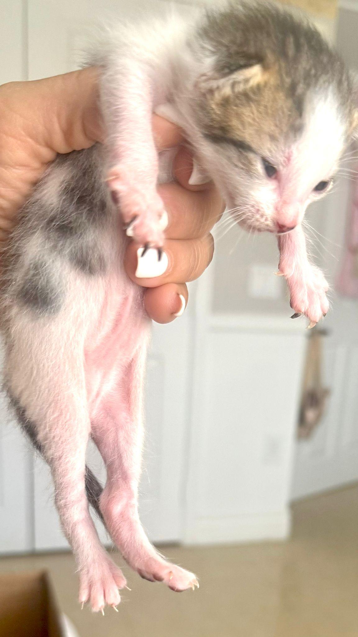Olorien, Baby Male unknown