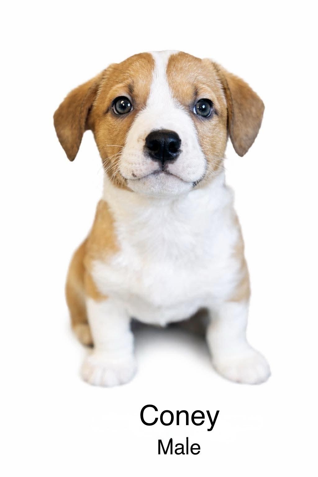 Enlarge Coney , a Adoptable mixed breed in SYLVANIA, GA image 1/6