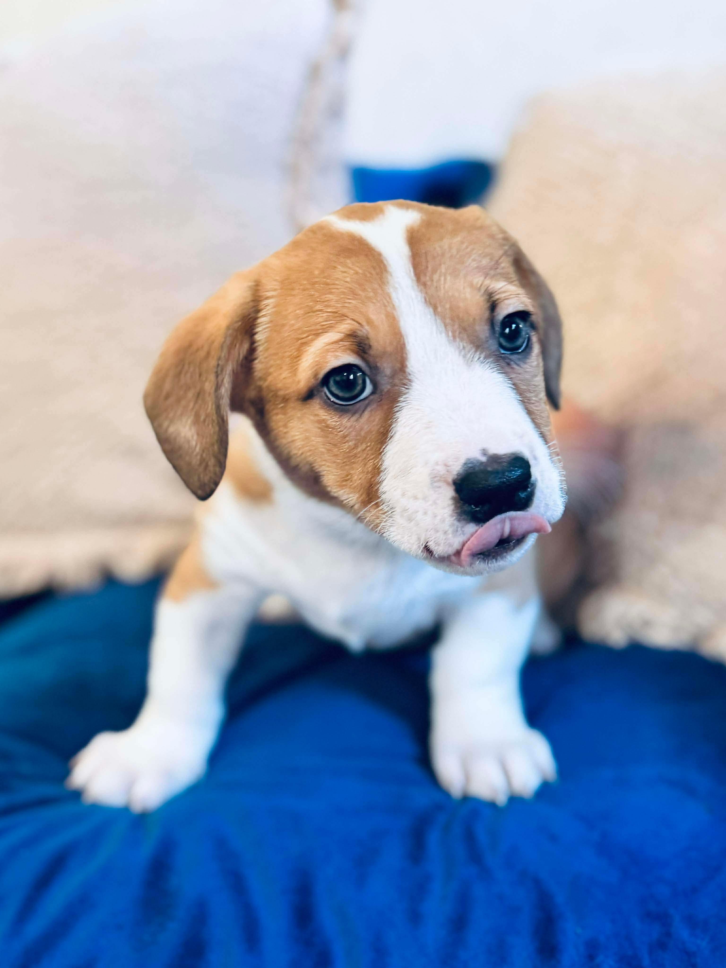 Enlarge Coney , a Adoptable mixed breed in SYLVANIA, GA image 2/6