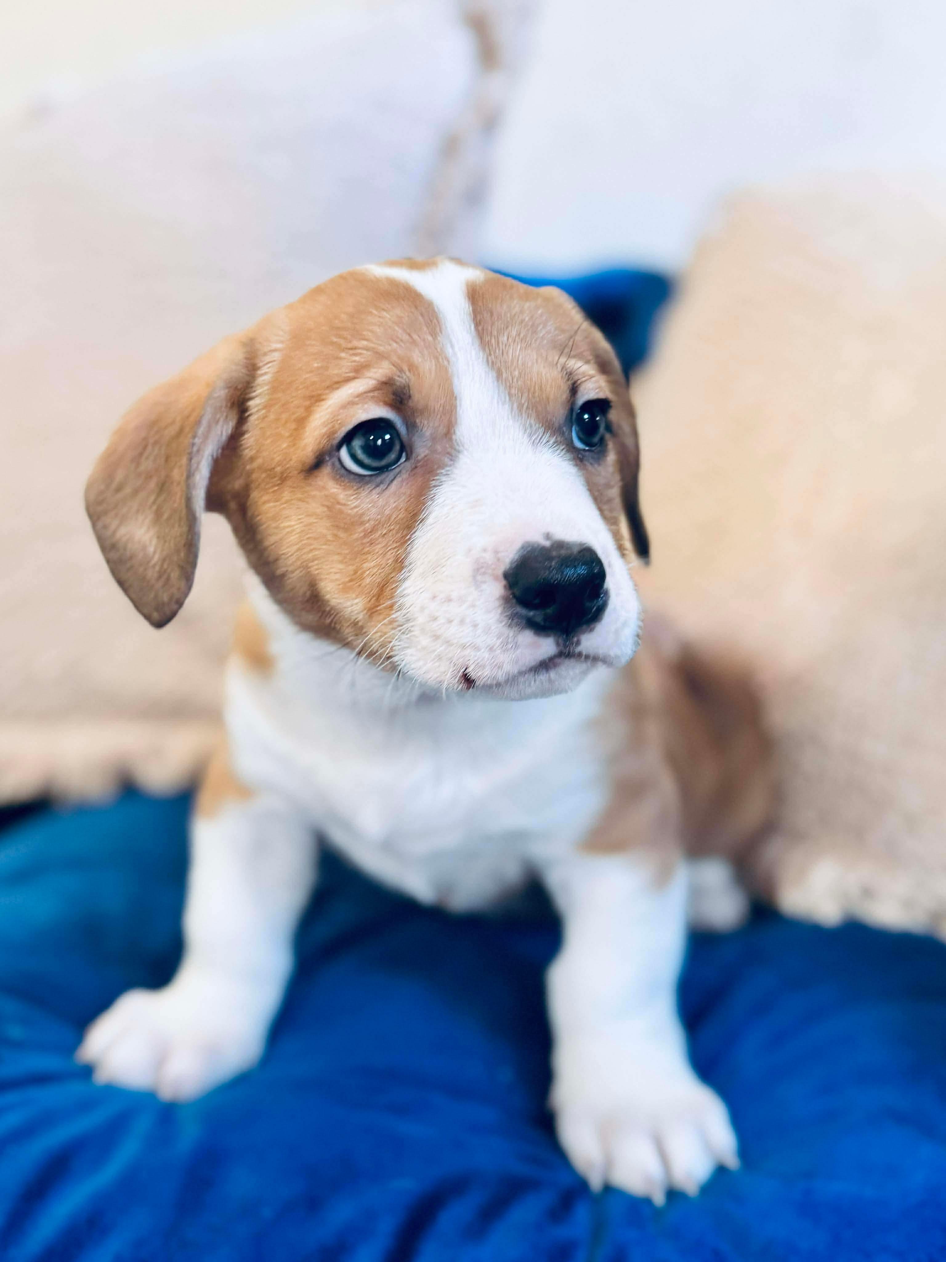 Enlarge Coney , a Adoptable mixed breed in SYLVANIA, GA image 6/6