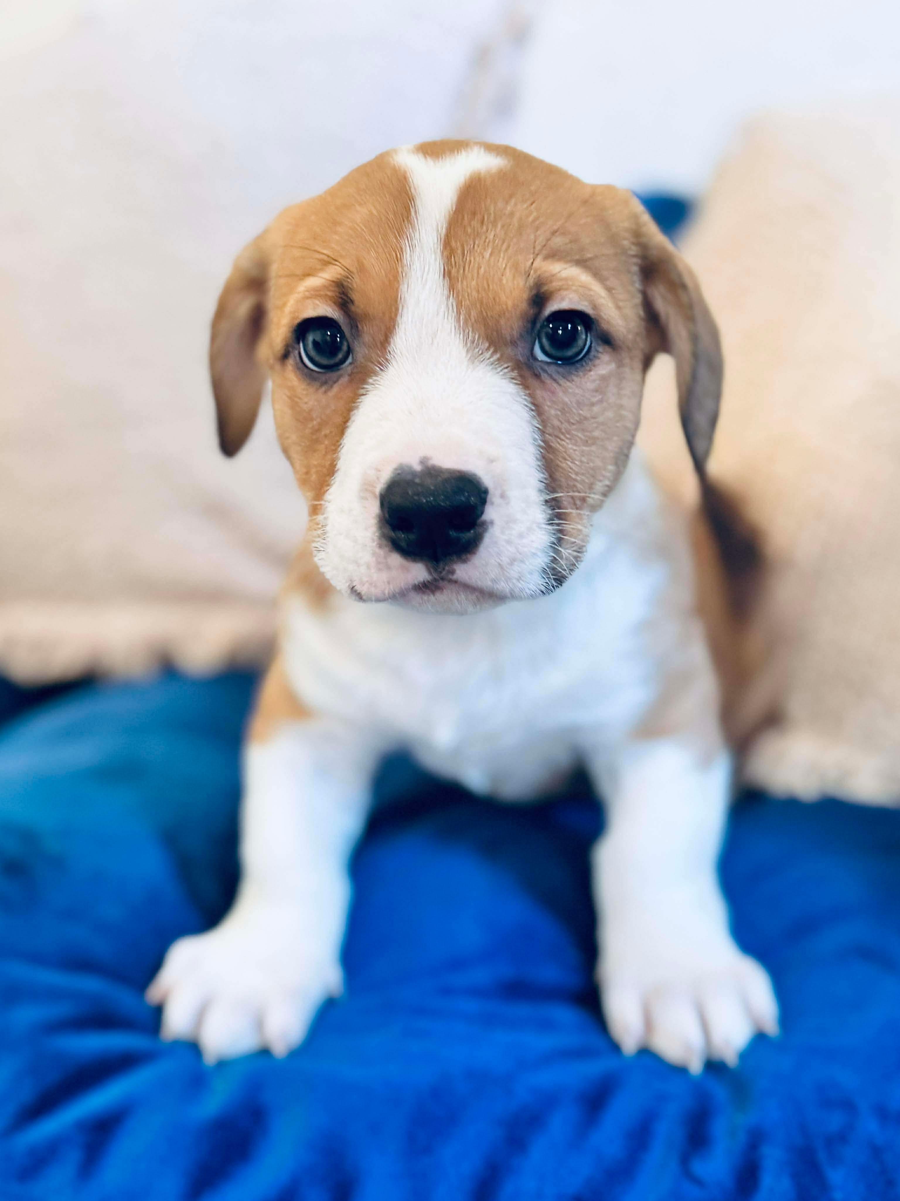 Enlarge Coney , a Adoptable mixed breed in SYLVANIA, GA image 4/6