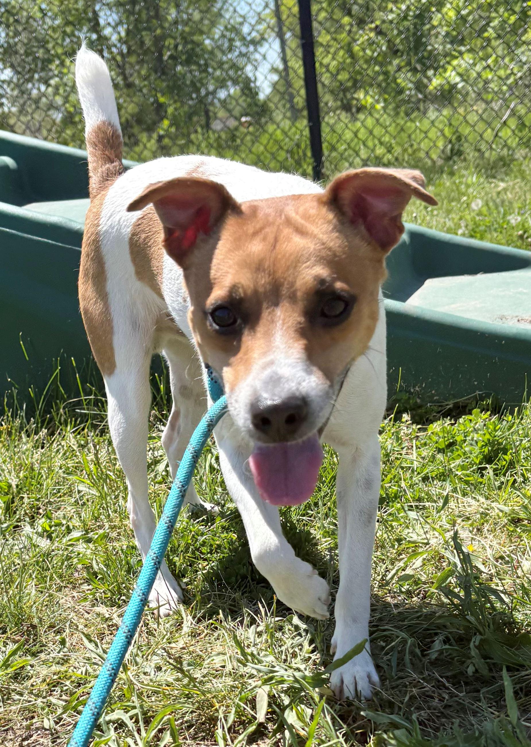 Jack, ADOPTABLE, Adult Male Jack Russell Terrier.