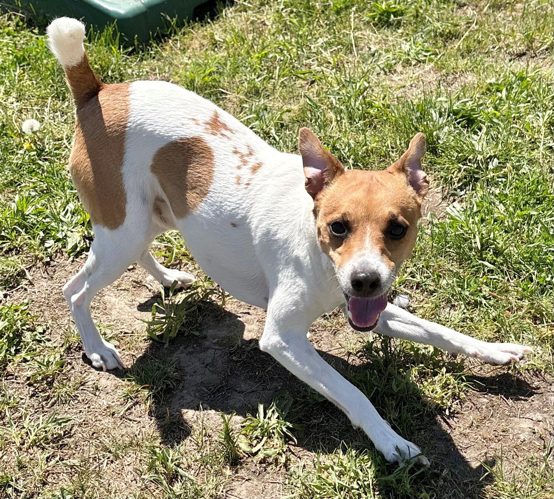 Enlarge Jack, a ADOPTABLE mixed breed in Iowa City, IA image 2/3