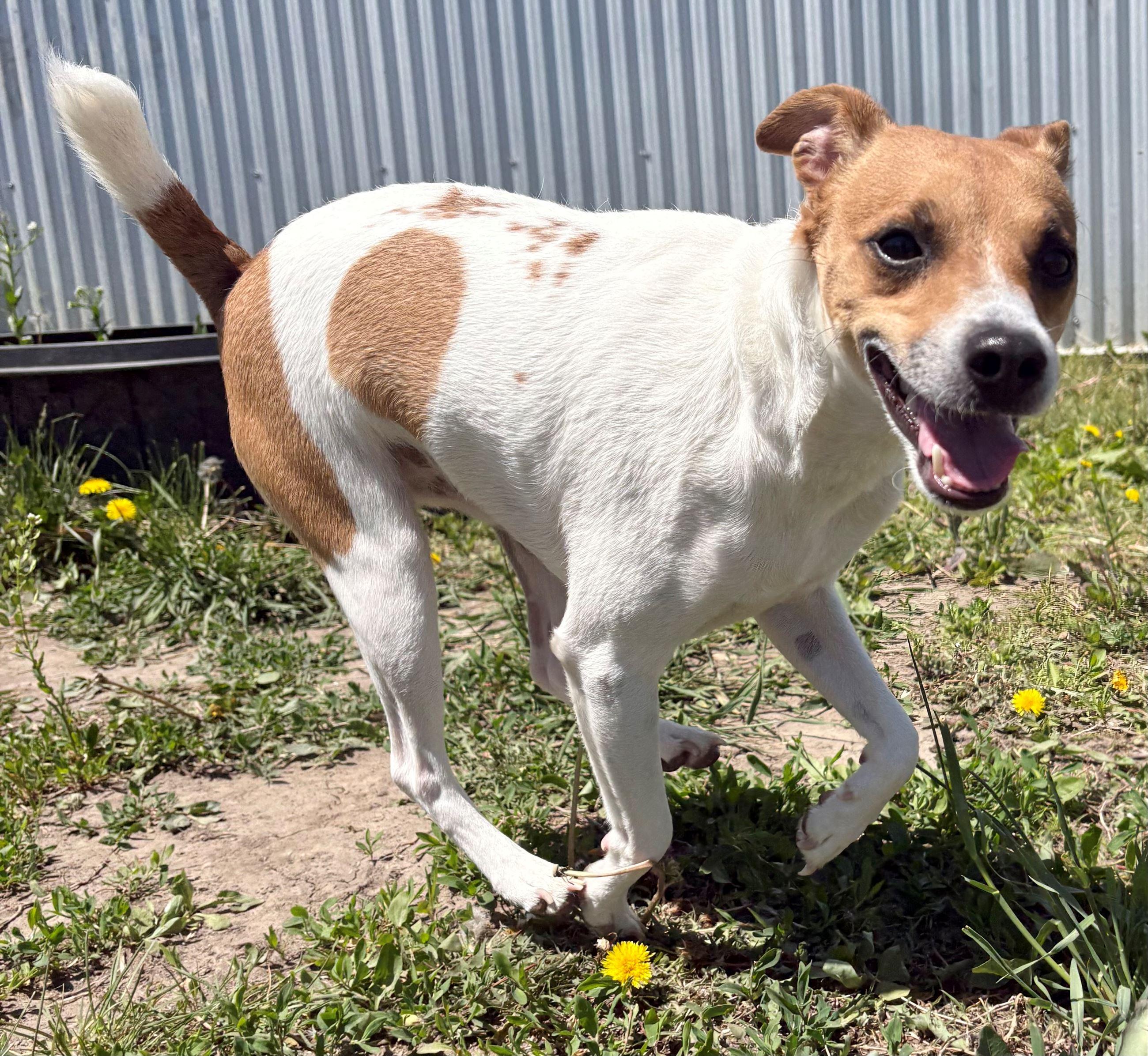 Enlarge Jack, a ADOPTABLE mixed breed in Iowa City, IA image 3/3