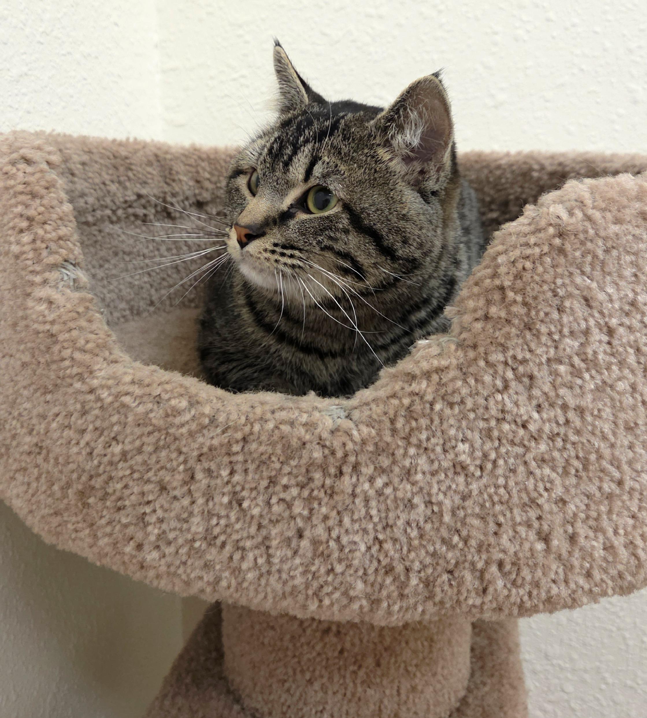 Enlarge Benny, an adopted Domestic Short Hair in Red Wing, MN image 4/4