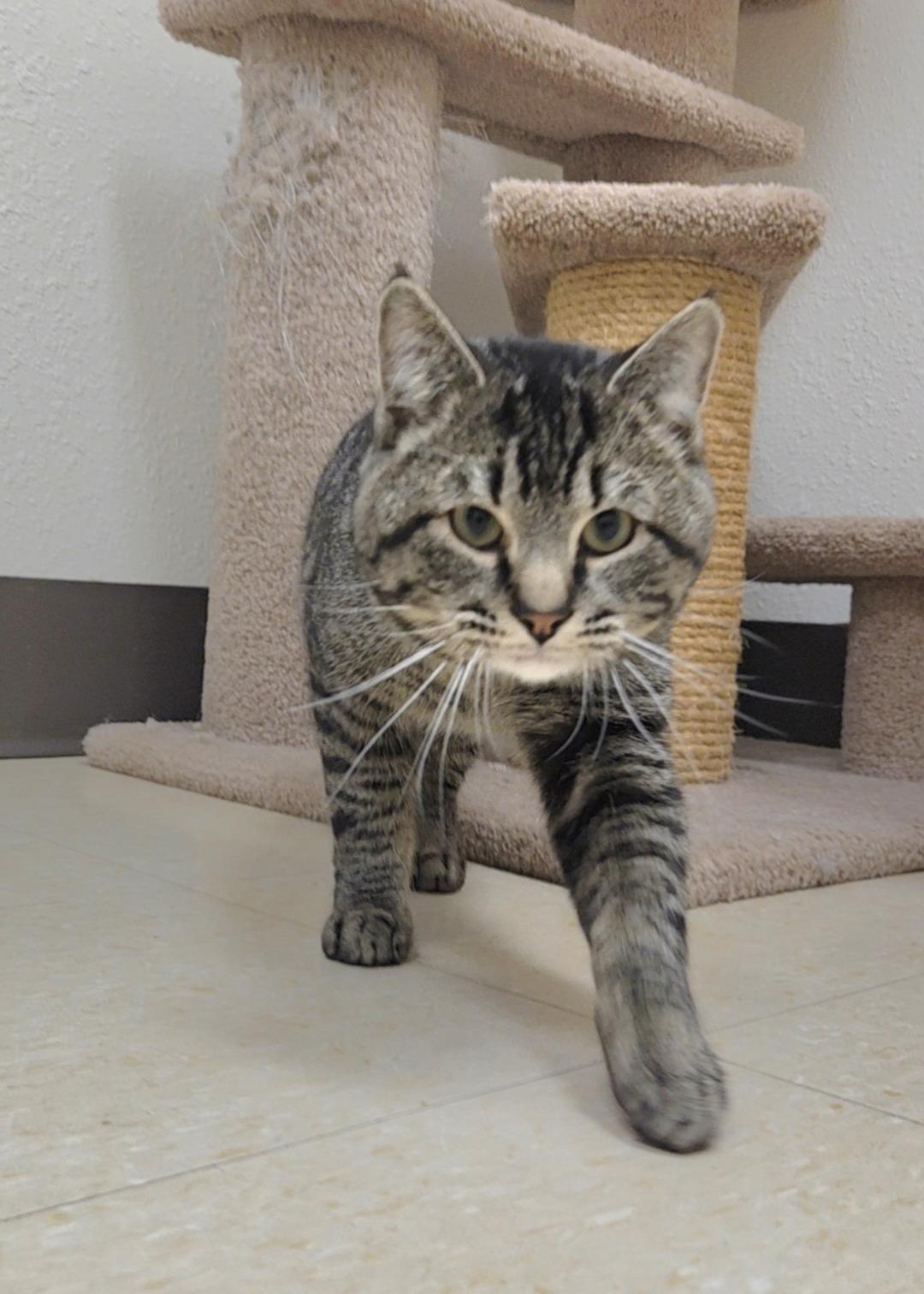 Enlarge Benny, an adopted Domestic Short Hair in Red Wing, MN image 1/4