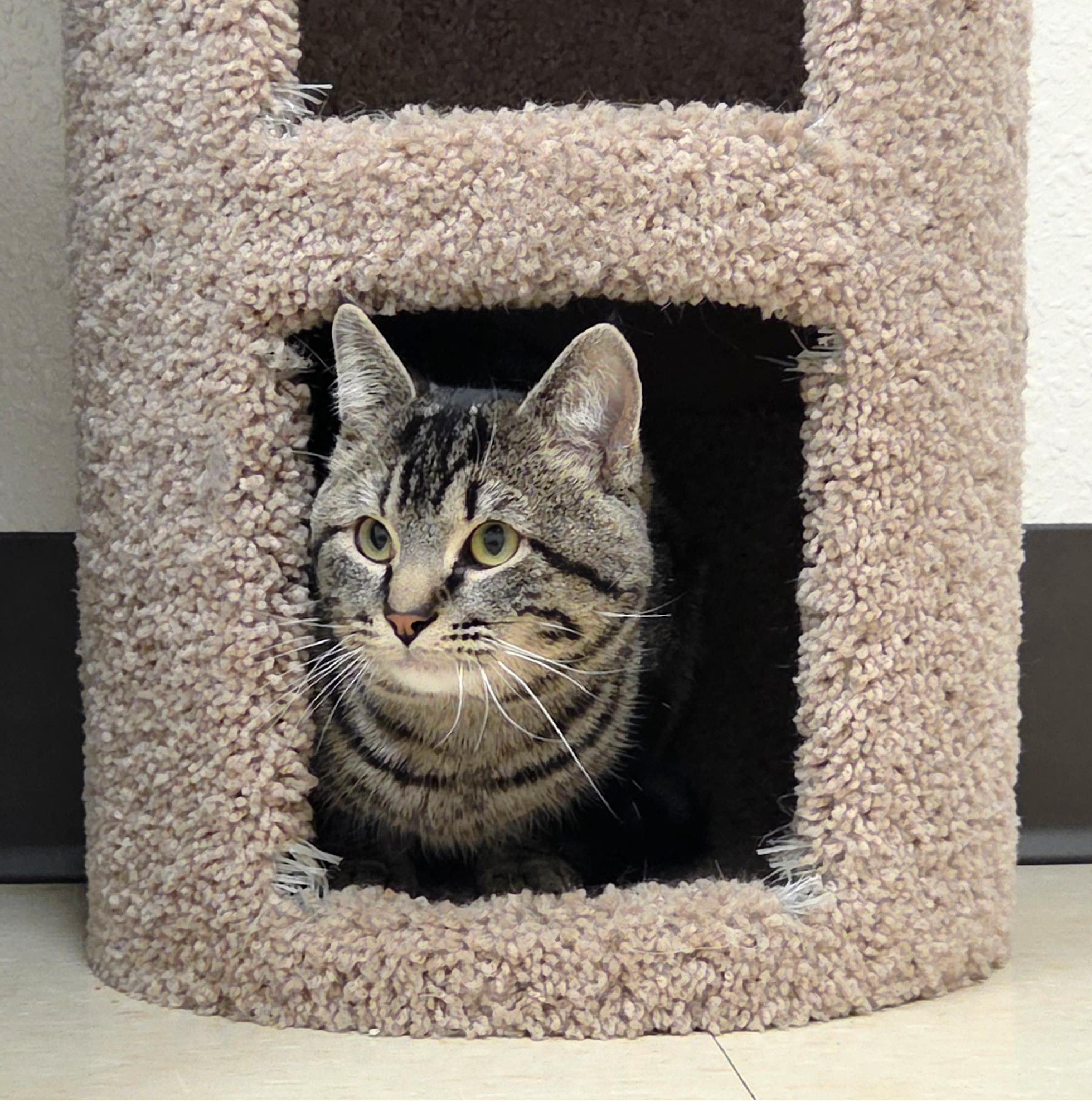 Enlarge Benny, an adopted Domestic Short Hair in Red Wing, MN image 3/4