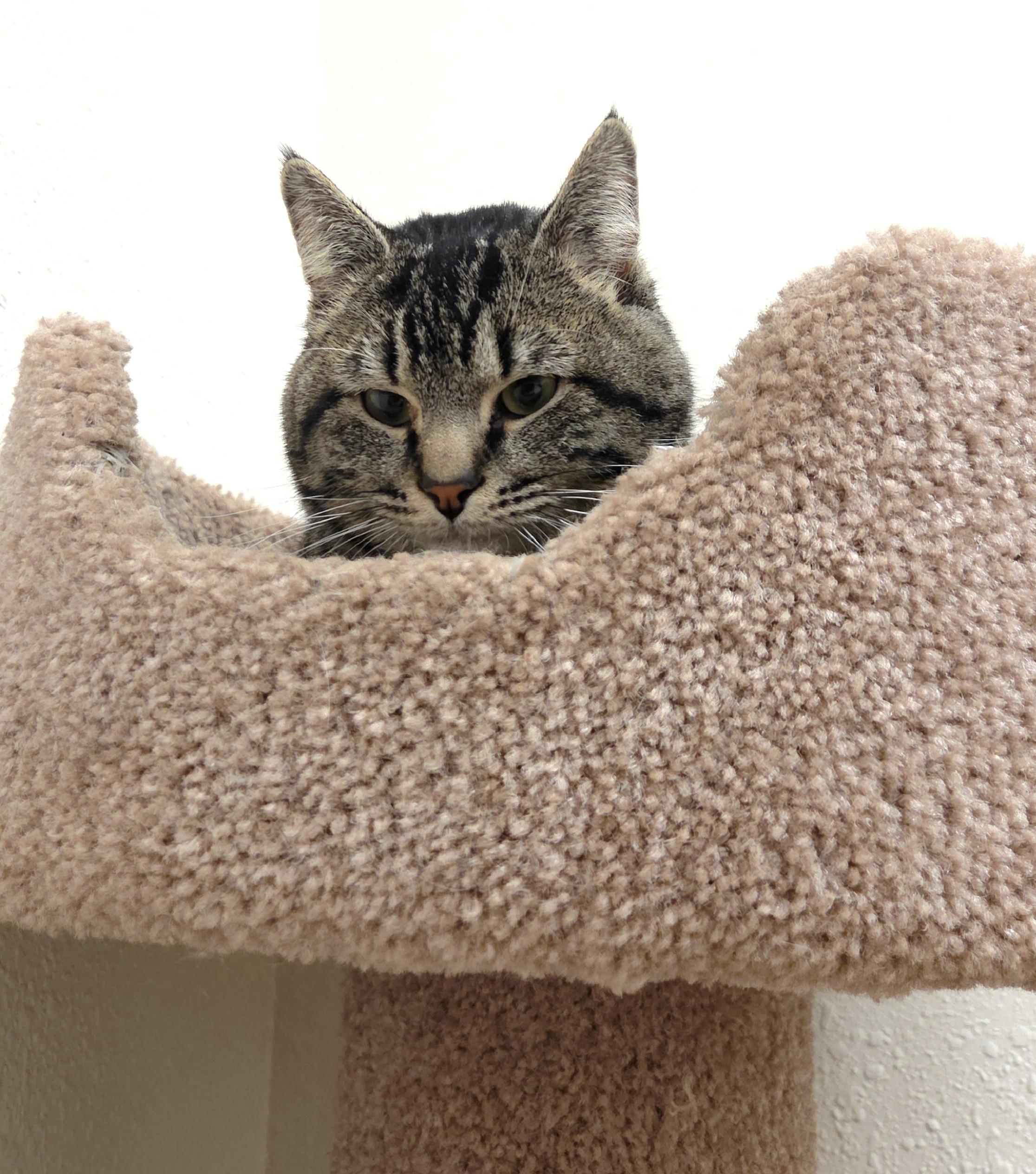 Enlarge Benny, an adopted Domestic Short Hair in Red Wing, MN image 2/4