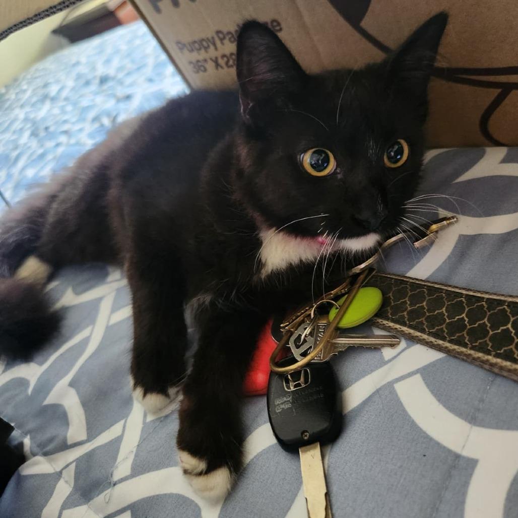 Enlarge Gucci, a Adoptable Domestic Medium Hair in Talent, OR image 1/3