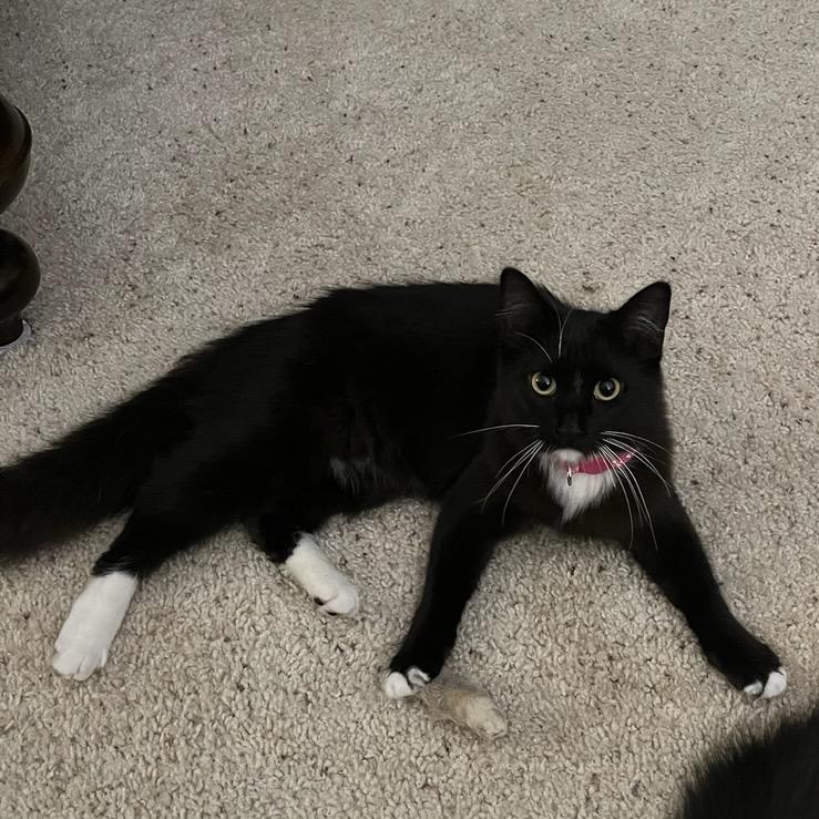 Enlarge Gucci, a Adoptable Domestic Medium Hair in Talent, OR image 2/3