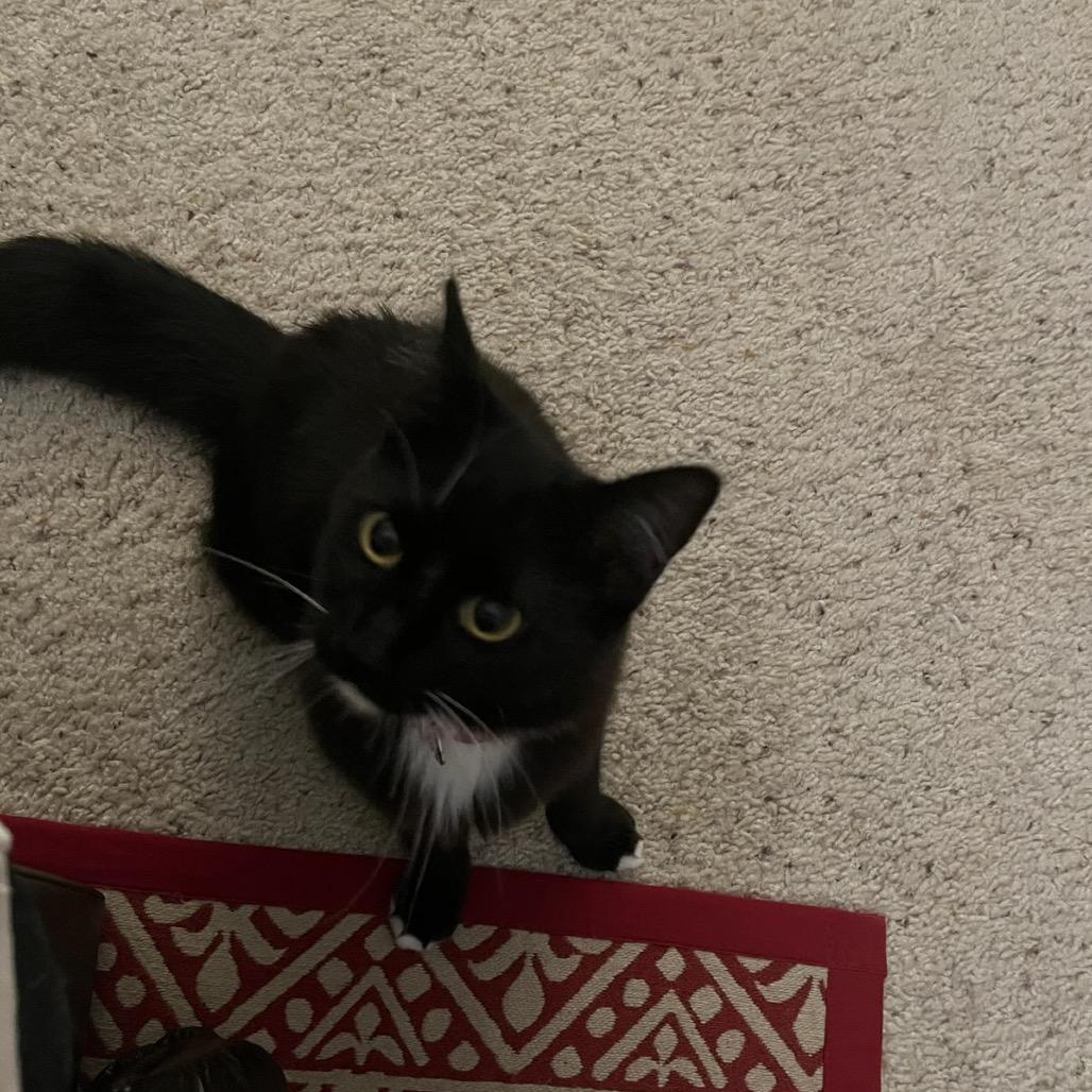 Enlarge Gucci, a Adoptable Domestic Medium Hair in Talent, OR image 3/3