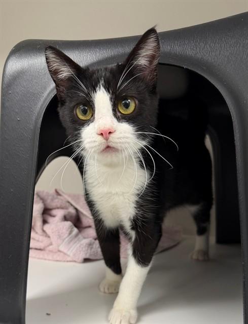 SYLVESTER - ADOPTION PENDING, Adoptable, Young Male Domestic Short Hair.