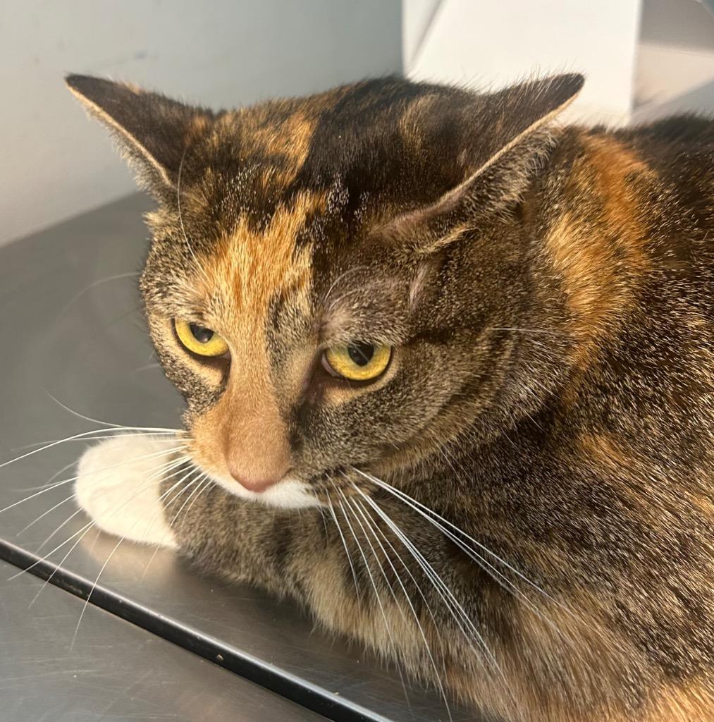 Aria, Adoptable, Young Female Domestic Short Hair.