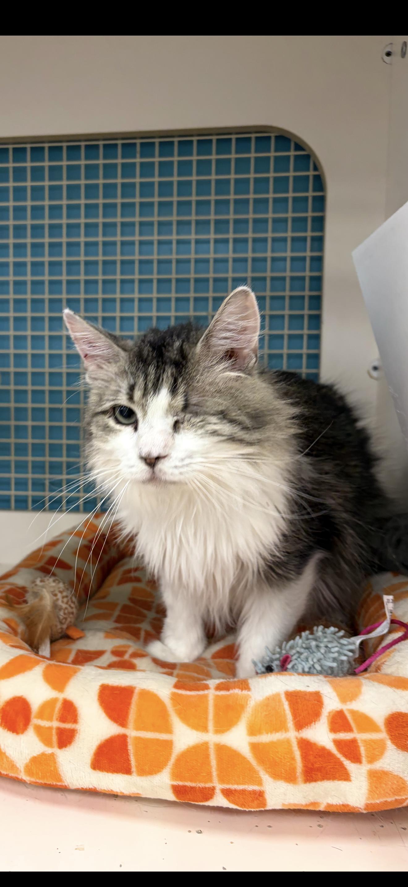 Liebling, ADOPTABLE, Adult Female Tabby.