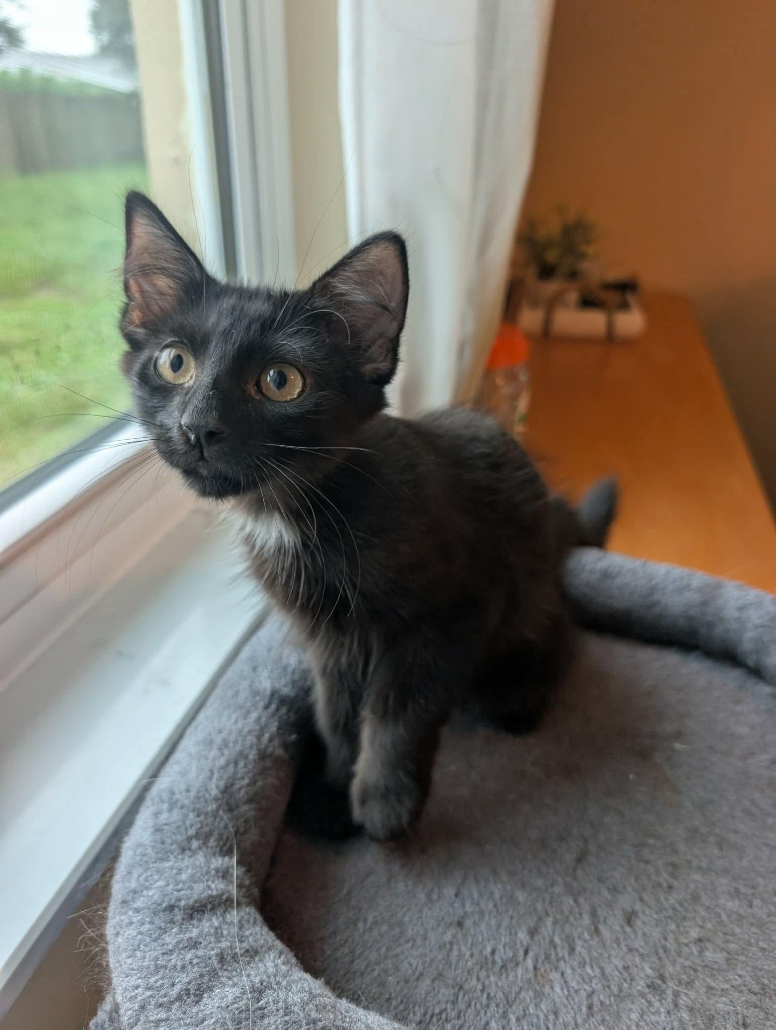 Enlarge Stellan, a Adopted Domestic Medium Hair in Melbourne, FL image 2/2