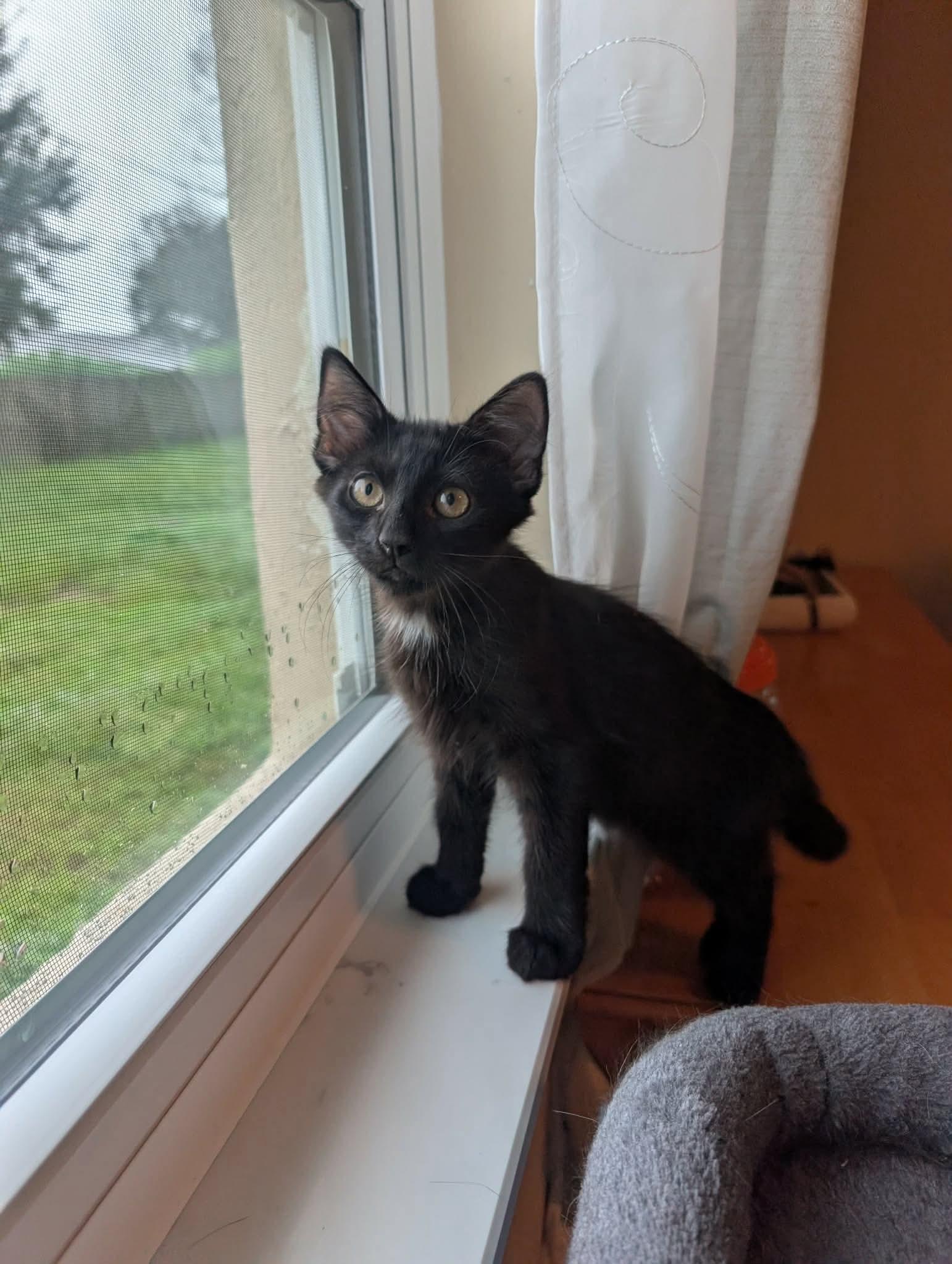 Stellan, Adopted, Kitten Male Domestic Medium Hair.