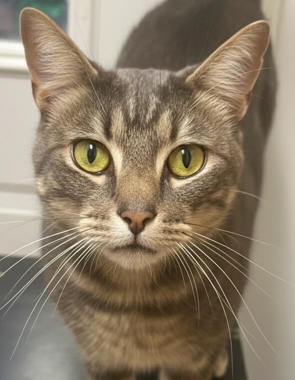 Enlarge Little Boy, a Adoptable Domestic Short Hair in Vashon, WA image 1/1