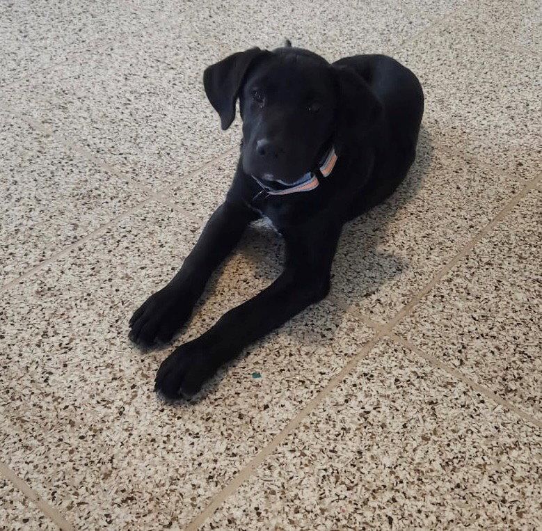 Jax, Adoptable, Puppy Male Labrador Retriever & German Shepherd Dog.