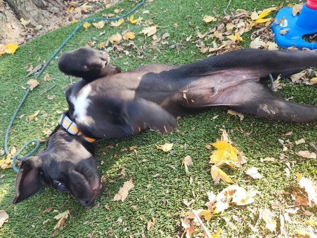 Enlarge Jax, a Adoptable mixed breed in Fort Wayne, IN image 2/3
