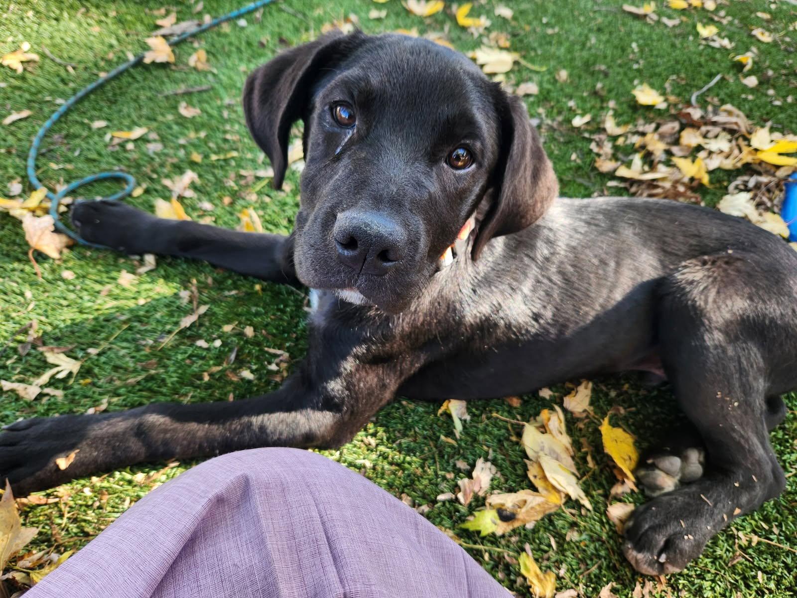 Enlarge Jax, a Adoptable mixed breed in Fort Wayne, IN image 3/3