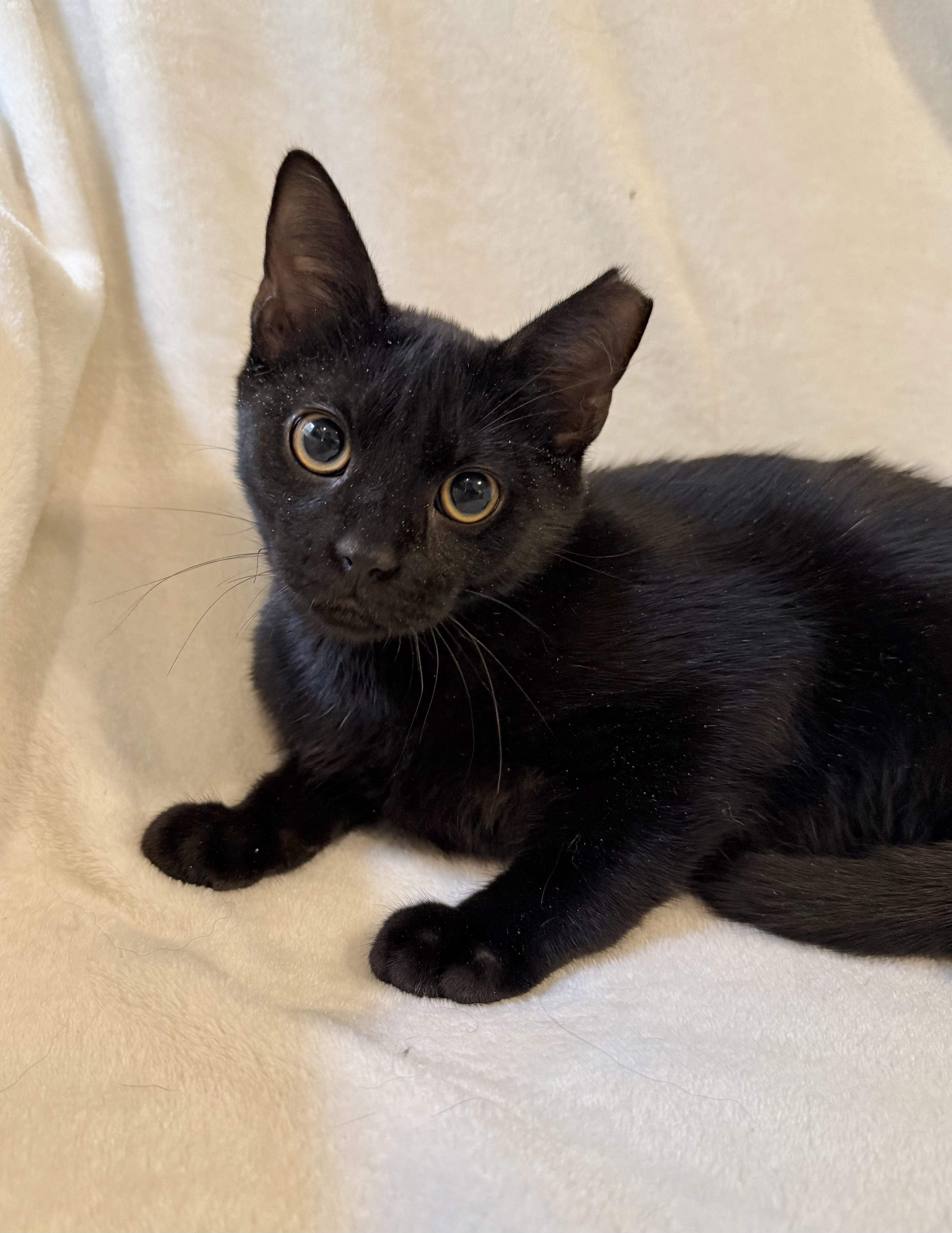 Spooky, Adopted, Kitten Male Domestic Short Hair.