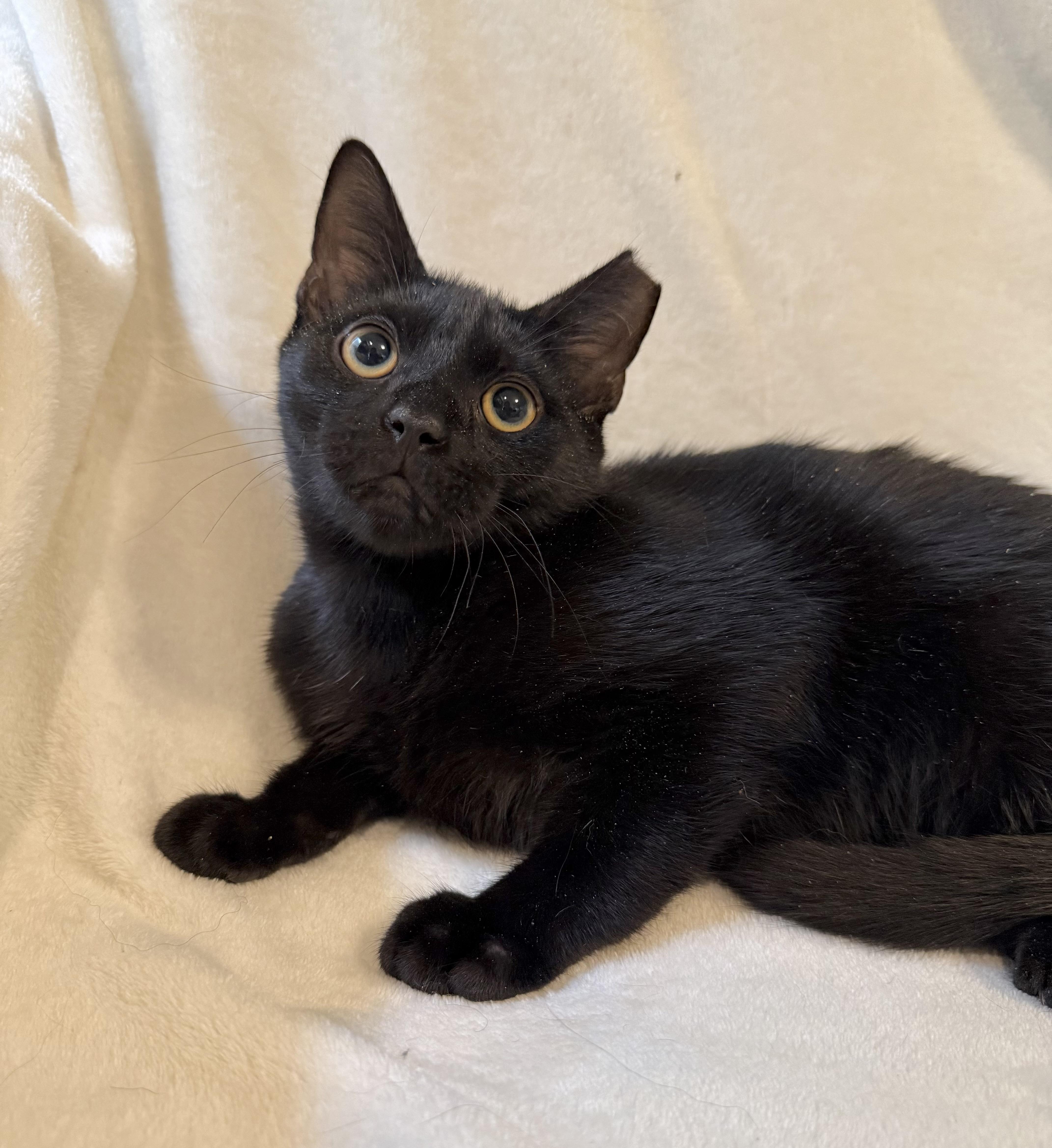Enlarge Spooky, a Adopted Domestic Short Hair in Greensboro, NC image 3/3
