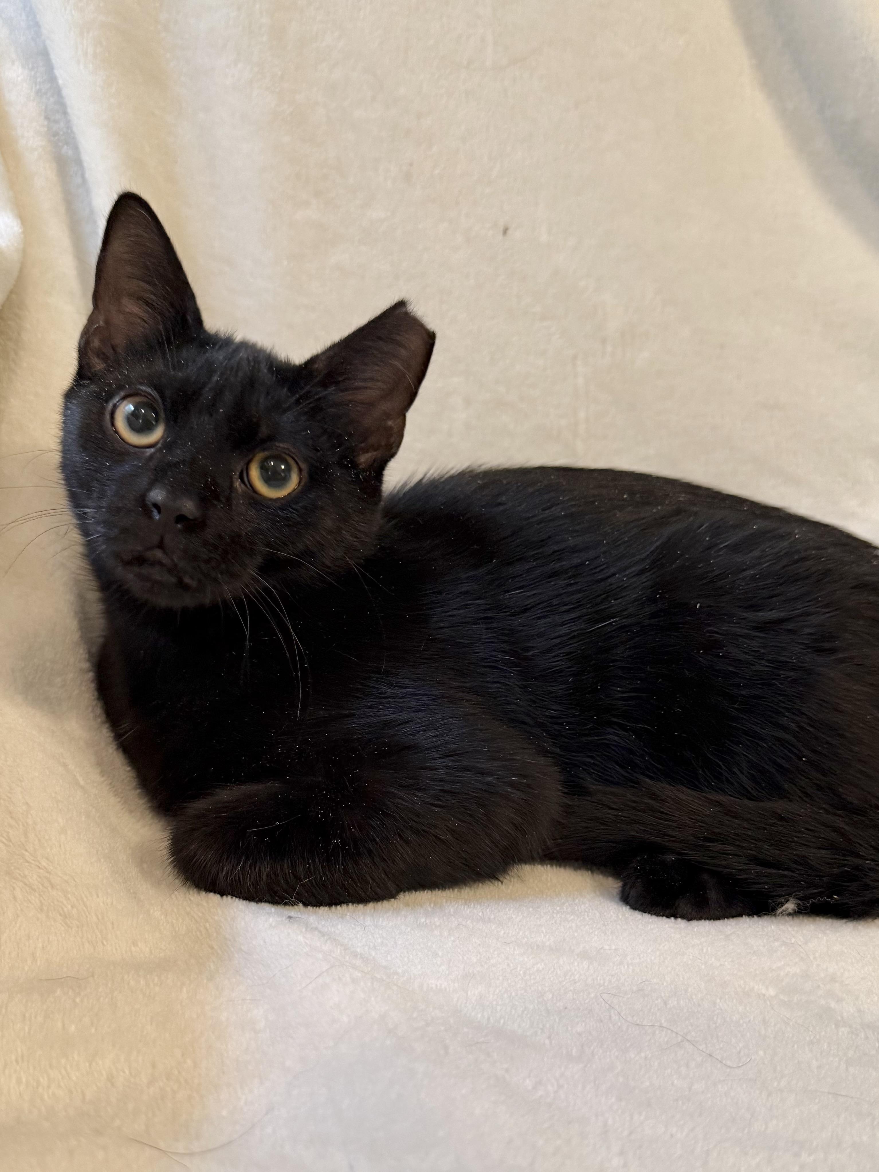 Enlarge Spooky, a Adopted Domestic Short Hair in Greensboro, NC image 2/3