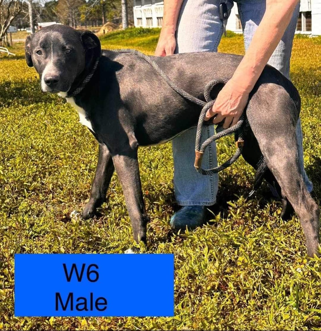 W6
