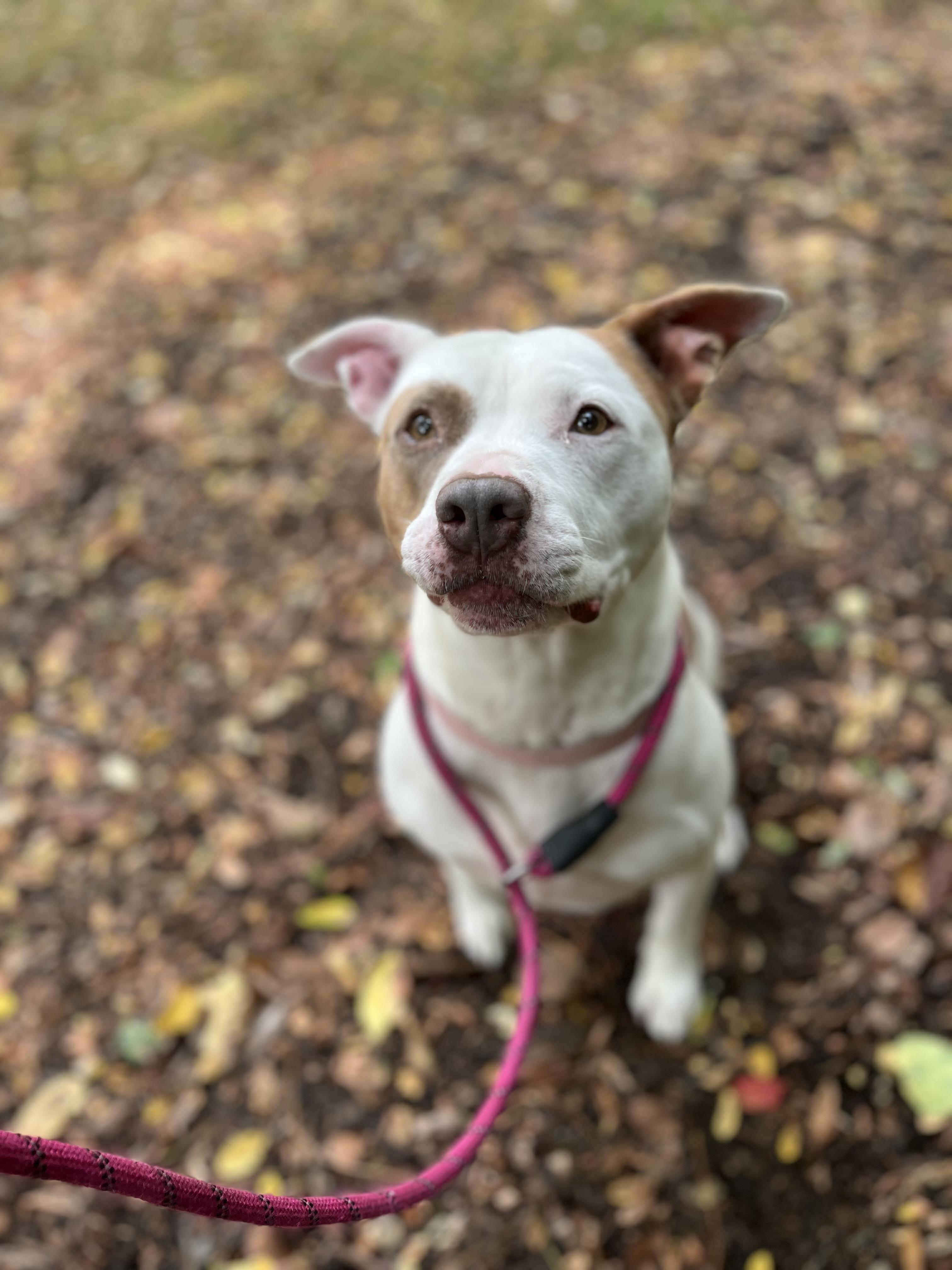 Bonnie, an adoptable Mixed Breed in Mount Pleasant, MI, 48858 | Photo Image 2